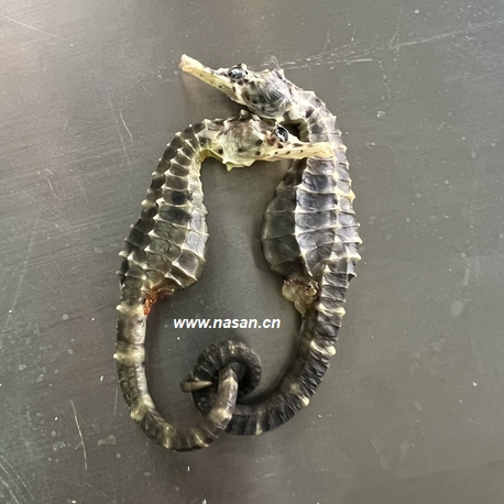 Sea Horse Dryer